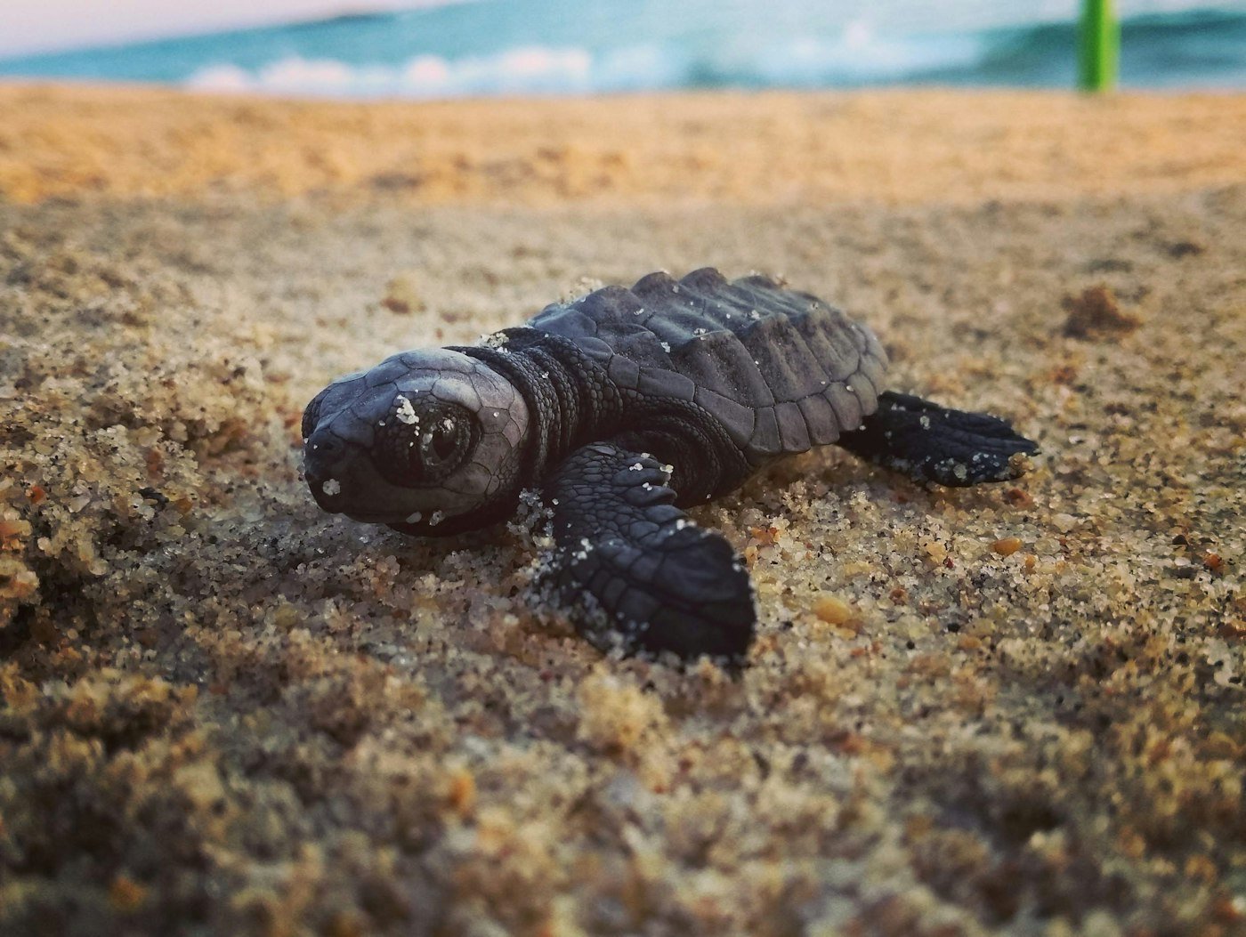 Encuentros con la naturaleza en Puerto Escondido